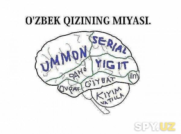 Mozg uzbechki