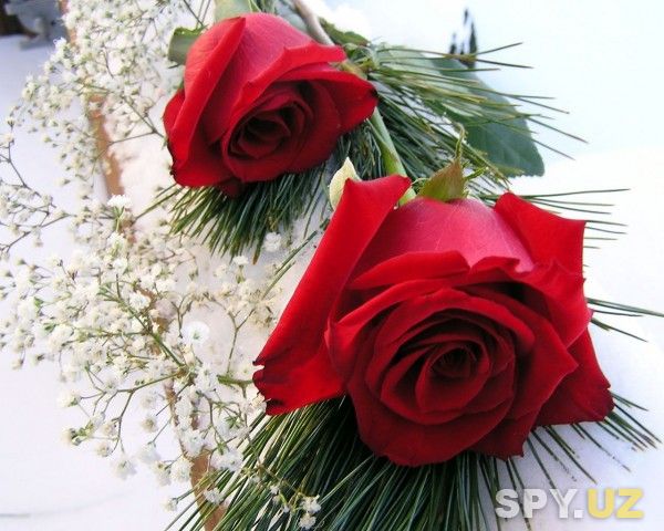 2-red-roses.jpg