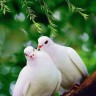 Влюбленные голубы.jpg
