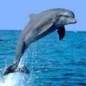 Delfin.jpg