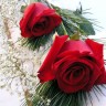 2-red-roses.jpg